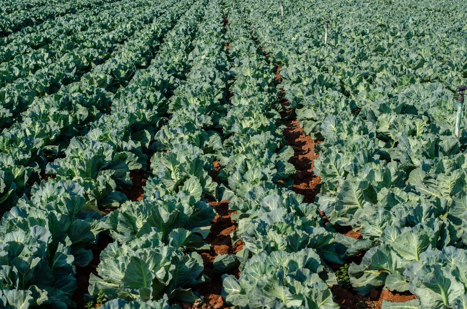 Expansive cabbage field thriving under daylight, showcasing vibrant agriculture and healthy crop growth.